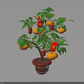 Potted Plant with Green Leaves Orange Fruits and Red Lantern Decorations in Red Pot