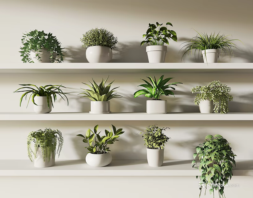 Various Indoor Green Potted Plants Arranged On White Shelves For Home Decor 3d model 