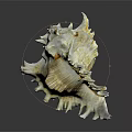 Conch Shell Featuring Yellowish White Color Detailed Texture Spiky Edges And Reflection On Dark Background