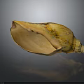 Yellow Orange Textured Conch With Open Shell On Dark Shiny Background 3d model