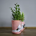 Bonsai Potted Plants with Unique Chest Shaped Pink White Black Pots and Green Leafy Foliage
