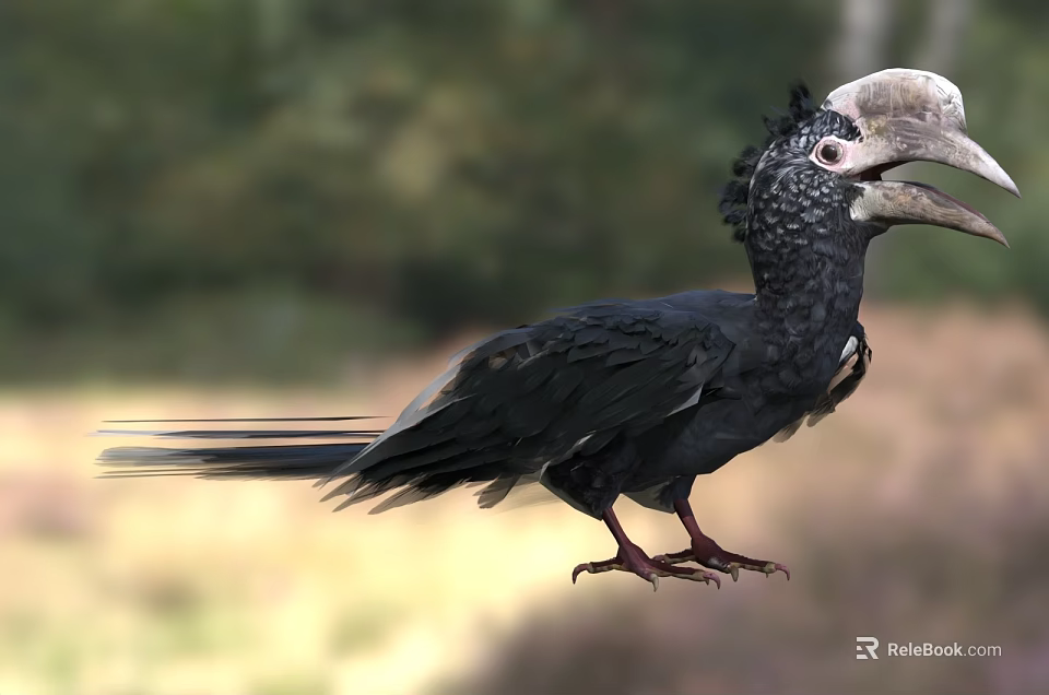 Black Feathered Bird With Helmet Like Casque Standing In Natural Habitat 3d model 