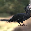 Black Feathered Bird With Helmet Like Casque Standing In Natural Habitat