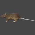 Brown Rat With Small Ears And Long Tail On White Background
