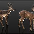 Realistic Two Spotted Deer Standing On Black Background With Reflections