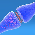 Innovative Medical Device With Tubular Structure And Micro Particles For Cellular Treatment