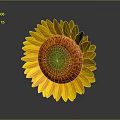 Vibrant Sunflower with Yellow Petals Orange Center and Green on Gray Background with Reflection
