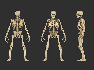 Human Skeleton Sculpture Display With Front Back And Side Views 3d model