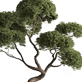 Bonsai Tree With Twisted Trunk Lush Green Foliage And Exposed Roots In Metal Pot