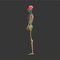3D Human Skeleton Model With Colored Markings On Skull Spine And Legs