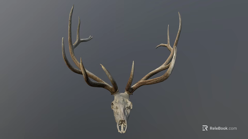 Detailed Deer Skull With Large Antlers Mounted As Trophy On Gray Background 3d model 