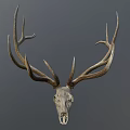Detailed Deer Skull With Large Antlers Mounted As Trophy On Gray Background
