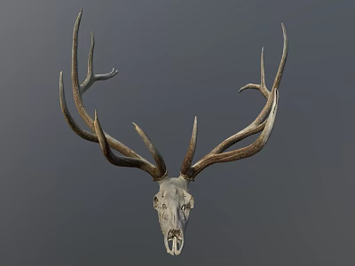 Detailed Deer Skull With Large Antlers Mounted As Trophy On Gray Background 3d model