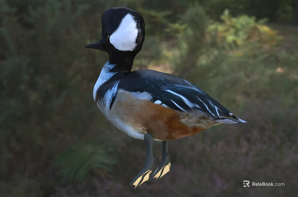 Colorful Duck With Black White Brown Feathers Standing In Natural Green Surroundings 3d model 