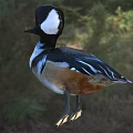 Colorful Duck With Black White Brown Feathers Standing In Natural Green Surroundings