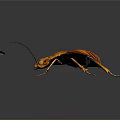 Orange Leaf Insect With Detailed Wing Texture Long Antennae And Small Leaf On Black Background