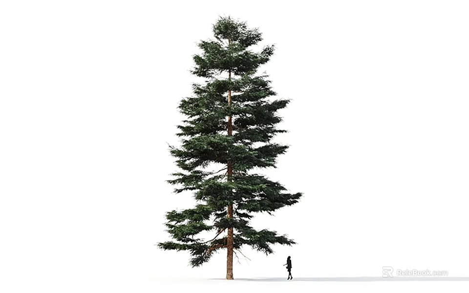 Tall Arbor With Green Foliage And Tall Trunk Beside A Person On White Background 3d model 