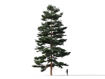 Tall Arbor With Green Foliage And Tall Trunk Beside A Person On White Background 3d model