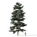 Tall Arbor With Green Foliage And Tall Trunk Beside A Person On White Background