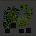 Various Green Indoor Plants With Lush Foliage In Decorative Potted Containers