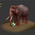Large Elephant Playing With Black and White Soccer Ball on Sandy Ground Surface