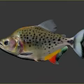 Vibrant Spotted Fish With Colorful Scales And Orange Yellow Green Hues On Gray Background