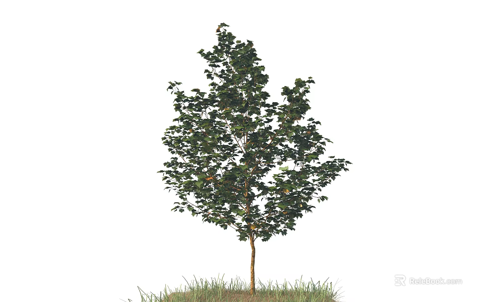 Single Deciduous Tree With Green Foliage And Brown Trunk On Grass Base 3d model 