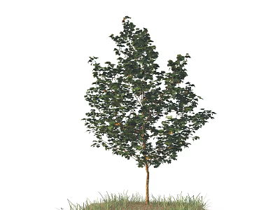 Single Deciduous Tree With Green Foliage And Brown Trunk On Grass Base 3d model