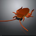 Orange Cockroach With Black Head Long Antennae And Multiple Legs On Dark Background