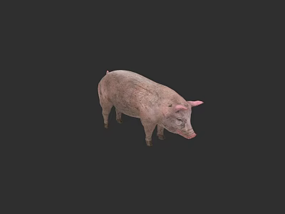Low Polygon Piggy Cute Wild Animal 3d model Low Polygon Piggy Cute Wild Animal 3d model