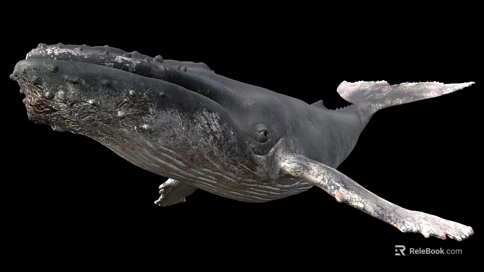 Giant Humpback Whale Swimming With Textured Skin Displaying Fins And Tail In Ocean 3d model 