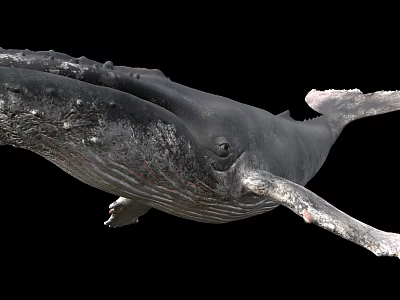 humpback whale sea animal 3d model