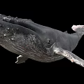 Giant Humpback Whale Swimming With Textured Skin Displaying Fins And Tail In Ocean