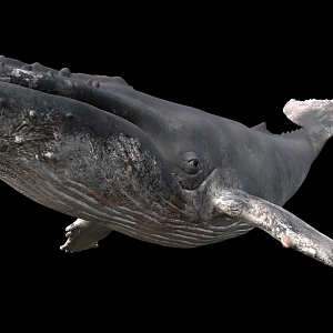 humpback whale sea animal 3d model