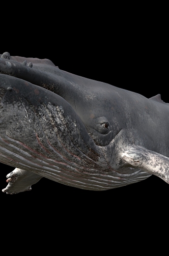 humpback whale sea animal 3d model