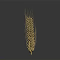 Ripe Golden Wheat Ear As Agricultural Crop With Natural Grains And Texture
