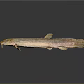 Slender Brownish Yellow Freshwater Fish With Whiskers And Reflection On Gray Background