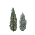 Two Tall Evergreen Arbor Trees with Lush Foliage on Light Background