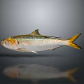 Silver Aquatic Fish With Yellow Tail And Reflection On Dark Background 3d model