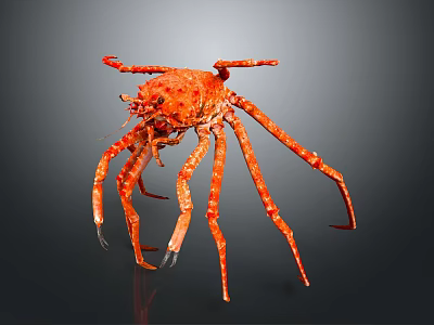 Red Spotted Aquatic Crab With Long Legs And Detailed Marine Features 3d model