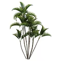 Lush Green Palm Trees with Slender Trunks and Vibrant Leaves Creating Tropical Natural Landscape