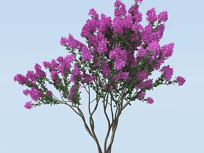 Tall Arbor With Blooming Purple Flowers And Lush Green Leaves On Slender Branches 3d model