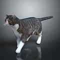 Gray and White Striped Cat Standing on Shiny Surface with Distinct Fur Coat