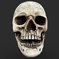 Detailed Human Skull Anatomical Model With Realistic Texture On Dark Background
