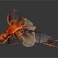 Detailed Red Insect With Orange And Dark Colored Wings On Dark Background