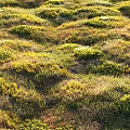 Vibrant Green and Yellow Wildflowers Flourishing in Lush Natural Grassland Area