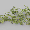 Fresh Parsley Herb Also Known as French Parsley Used in Aromatic Culinary Dishes