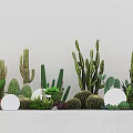 Various Types of Succulent Plants Arranged Against White Background with Different Shapes and Sizes