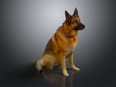 Sitting German Shepherd Dog With Brown Fur And Collar On Gray Background 3d model