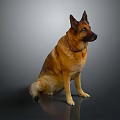 Sitting German Shepherd Dog With Brown Fur And Collar On Gray Background
